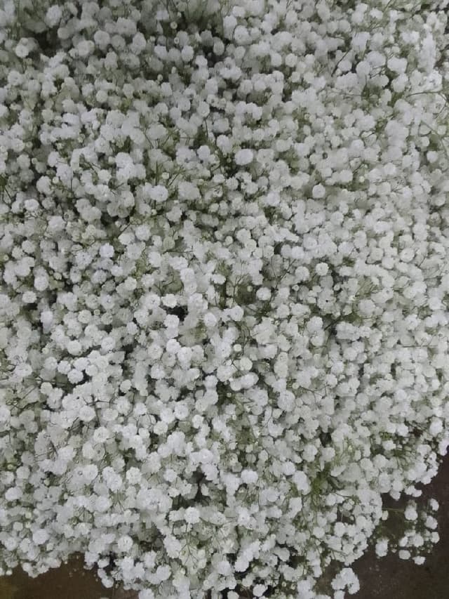 gypsophila